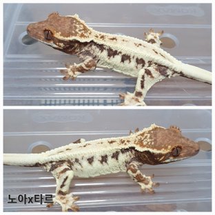 동배