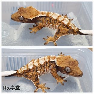 트라이 익스트림할리퀸