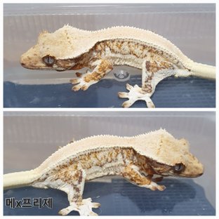 릴리화이트