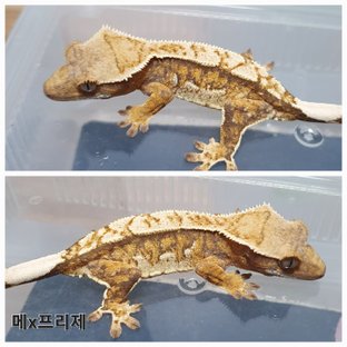트라이 익스트림할리퀸