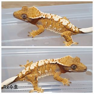 트라이 익스트림할리퀸