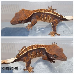 트라이 익스트림할리퀸