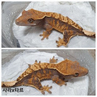 동배