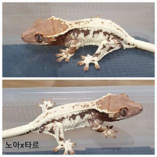 프라푸치노 100%헷아잔틱 릴리100%헷아잔틱