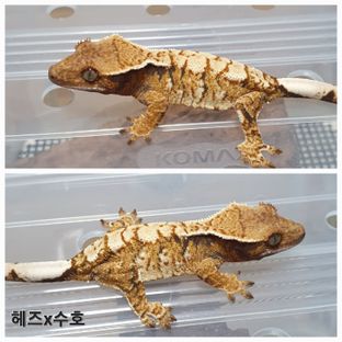 트라이 익스트림할리퀸