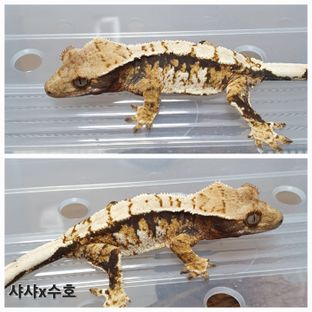 트라이 익스트림할리퀸