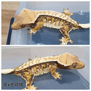 트라이 익스트림할리퀸