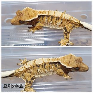 트라이 익스트림할리퀸