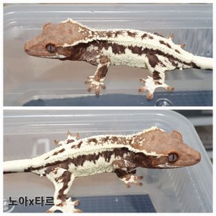 프라푸치노 100%헷아잔틱 릴리100%헷아잔틱