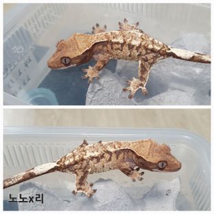 카푸치노 트라이