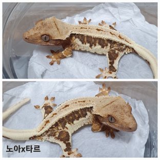 릴리100%헷아잔틱 100%헷아잔틱