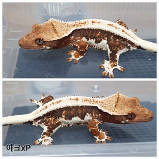 릴리100%헷아잔틱 100%헷아잔틱