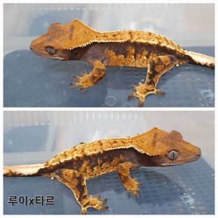 100%헷아잔틱