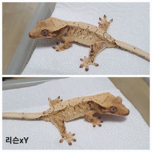 트라이 익스트림할리퀸 드리피 화이트스팟