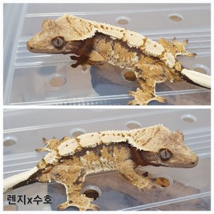 트라이 익스트림할리퀸