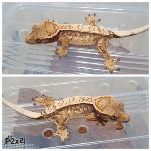 트라이 익스트림할리퀸 화이트스팟