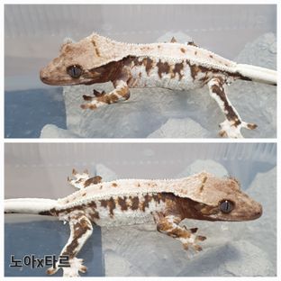 릴리100%헷아잔틱