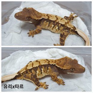 동배
