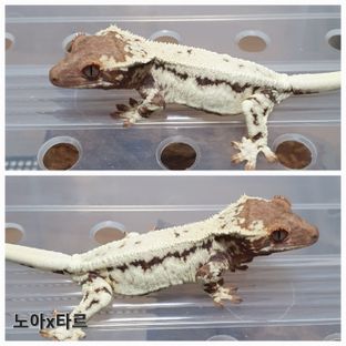프라푸치노 100%헷아잔틱 릴리100%헷아잔틱