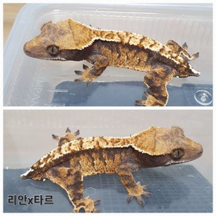 동배