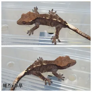카푸치노