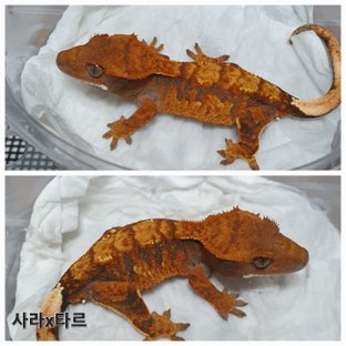 동배