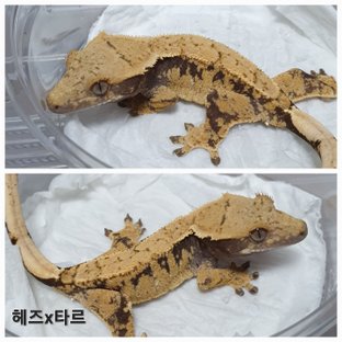 동배