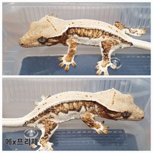 트라이 릴리화이트