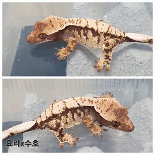 트라이 익스트림할리퀸