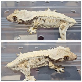 트라이 릴리화이트