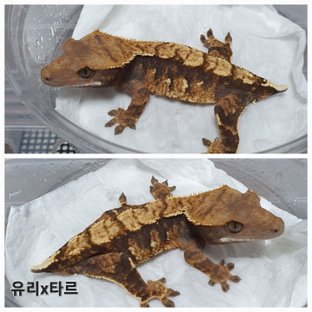 동배