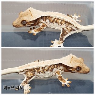 트라이 릴리화이트