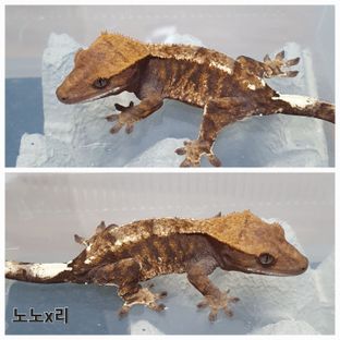 카푸치노