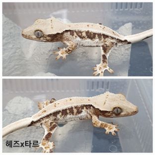 릴리100%헷아잔틱