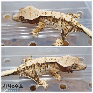 트라이 익스트림할리퀸