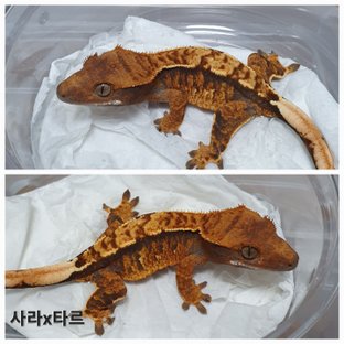 동배