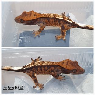 카푸치노 100%헷아잔틱