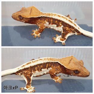 릴리100%헷아잔틱 100%헷아잔틱