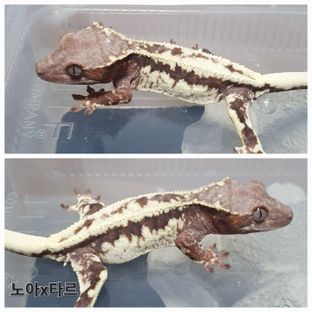 프라푸치노 100%헷아잔틱
