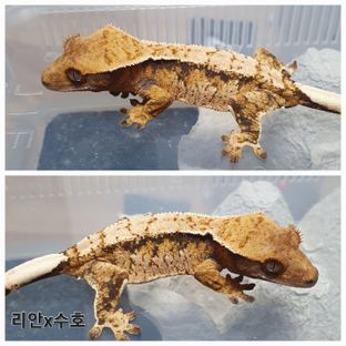 트라이 익스트림할리퀸
