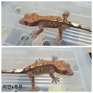 카푸치노