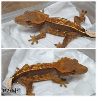100%헷아잔틱