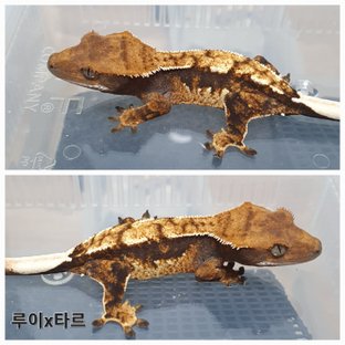 100%헷아잔틱