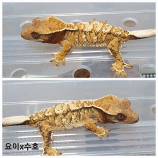 트라이 익스트림할리퀸