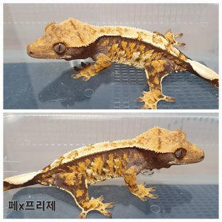 트라이 익스트림할리퀸