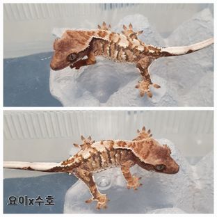 동배