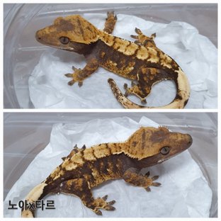 100%헷아잔틱