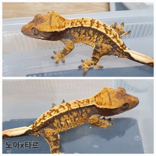 100%헷아잔틱