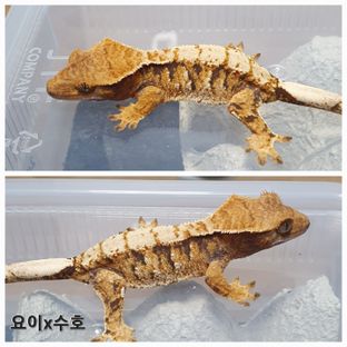 트라이 익스트림할리퀸