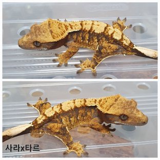 동배